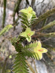 Struthiola argentea