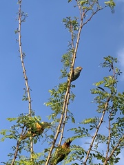 Parvipsitta porphyrocephala