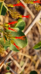 Combretum microphyllum