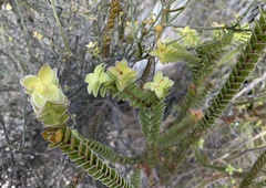 Struthiola argentea