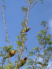 Parvipsitta porphyrocephala