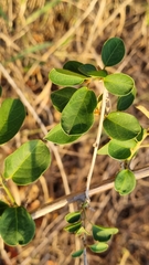 Combretum microphyllum