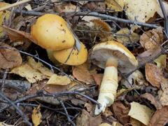 Cortinarius triumphans