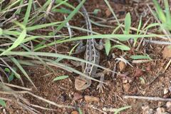 Diporiphora bilineata