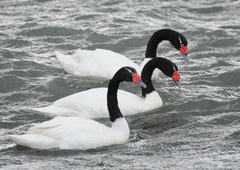 Cygnus melancoryphus