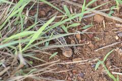 Diporiphora bilineata