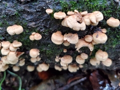 Panellus