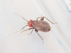 Chlamydatus evanescens