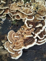 Trametes ochracea