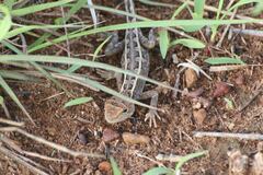 Diporiphora bilineata