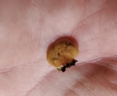 Panellus