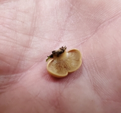 Panellus