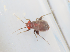 Chlamydatus evanescens