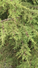 Cupressaceae