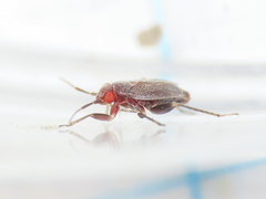 Chlamydatus evanescens