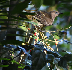 Sphecotheres vieilloti