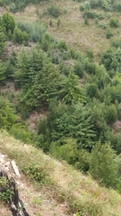 Cupressaceae