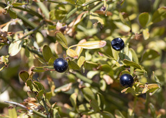 Chrysojasminum fruticans