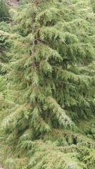 Cupressaceae