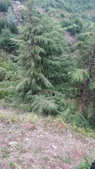 Cupressaceae