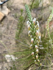 Hebenstretia integrifolia
