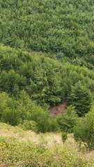 Cupressaceae