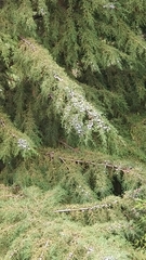 Cupressaceae