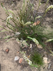 Hebenstretia integrifolia