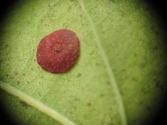 Neuroterus quercusbaccarum