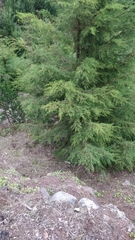 Cupressaceae