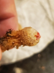 Calostoma ravenelii
