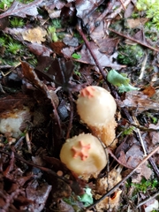 Calostoma ravenelii