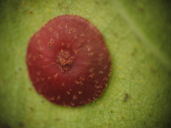 Neuroterus quercusbaccarum