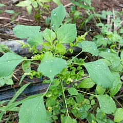 Acalypha indica
