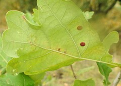 Neuroterus quercusbaccarum