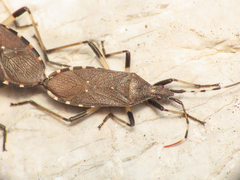 Dicranocephalus agilis