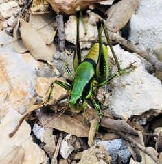 Eupholidoptera schmidti
