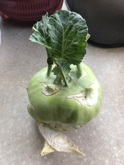 Brassica oleracea gongylodes
