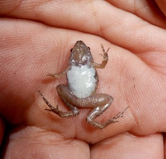 Microhyla ornata