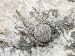 Araneus circe