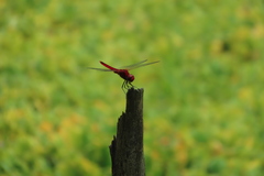 Urothemis signata