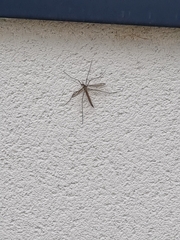 Tipula