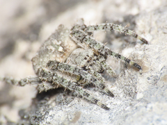 Araneus circe