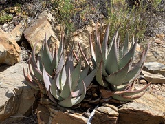 Aloe comptonii