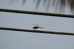 Urothemis signata