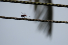 Urothemis signata