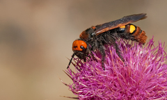 Megascolia maculata maculata