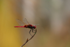 Urothemis signata