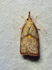 Enchocrates glaucopis