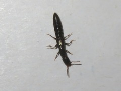 Xantholinus longiventris